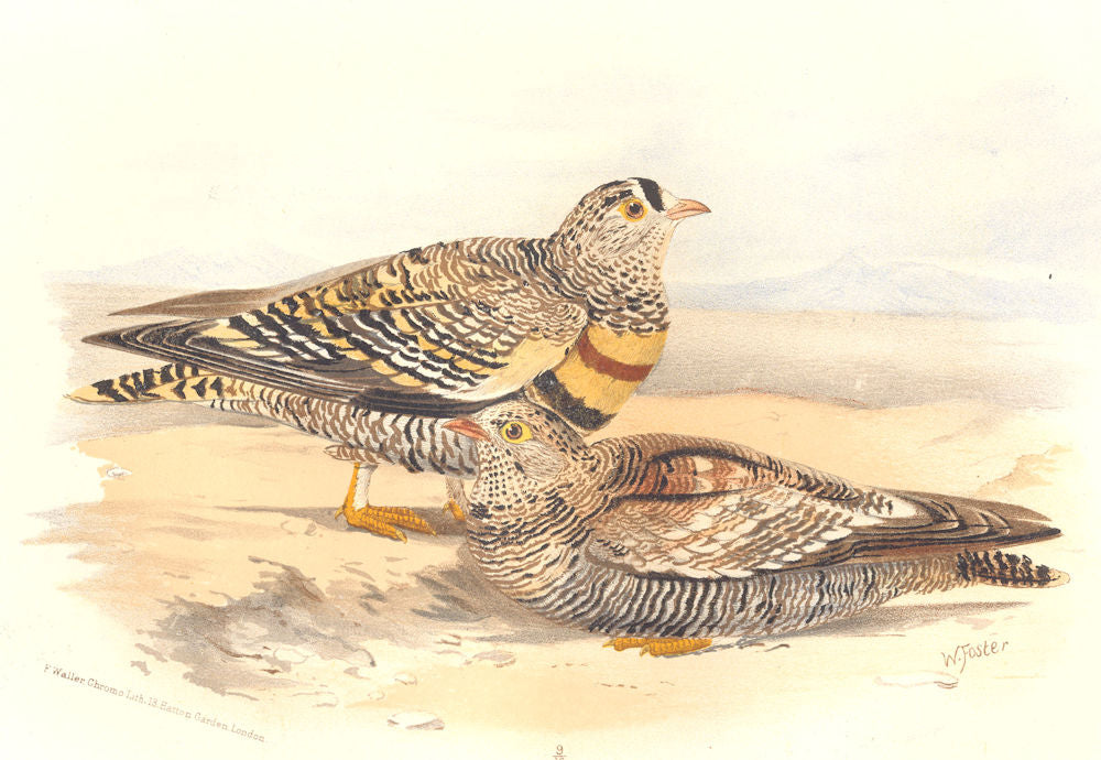 INDIAN GAME BIRDS. Close-Barred Sand-Grouse (Pterocles Lichtensteini). FINN 1915